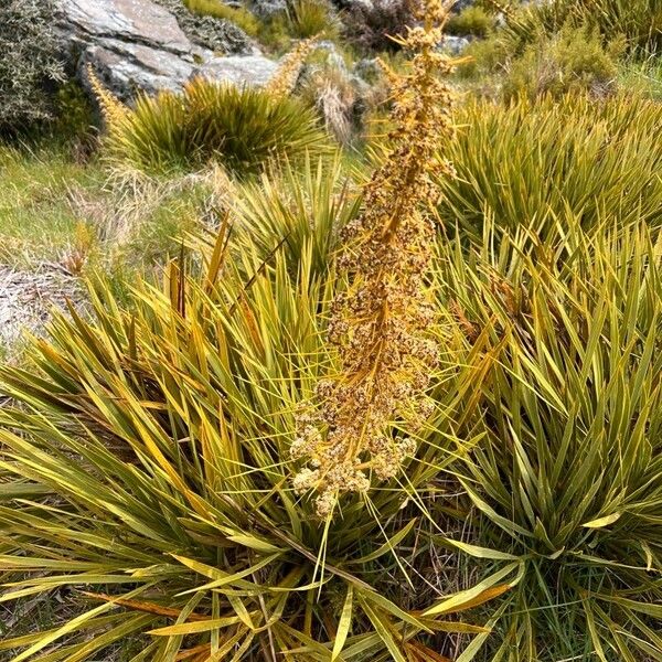 Aciphylla aurea Žiedas