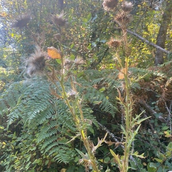 Cirsium vulgare Flor