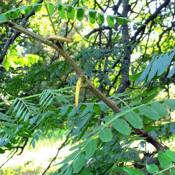 Gleditsia triacanthos Kora