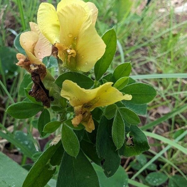 Chamaecytisus hirsutus പുഷ്പം