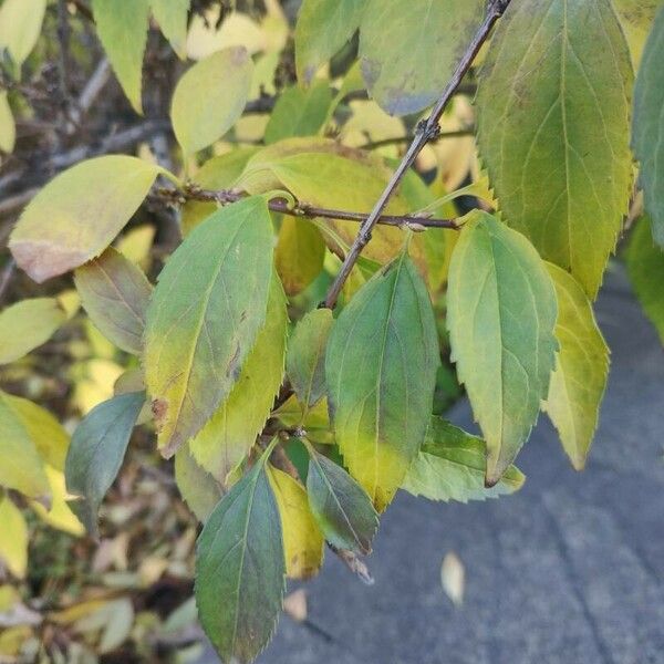 Forsythia viridissima Blatt