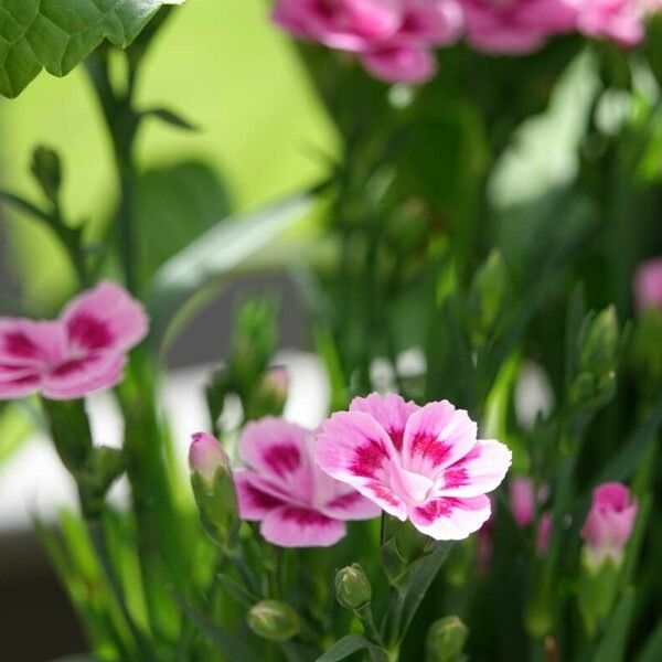 Dianthus chinensis Beste bat