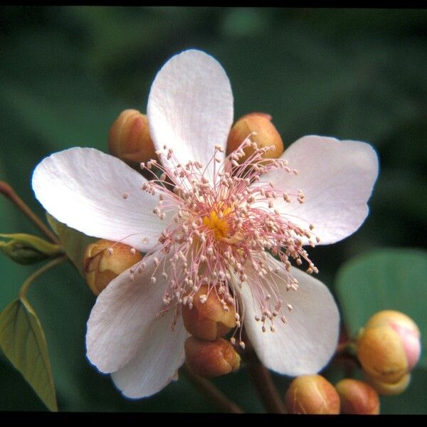 Bixa orellana Fiore