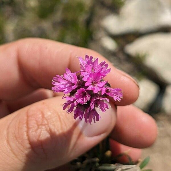 Viscaria alpina Blomma