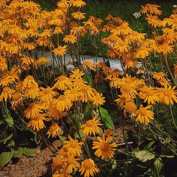 Arnica montana Συνήθη χαρακτηριστικά