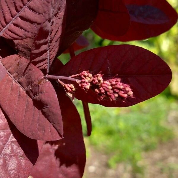 Cotinus coggygria മറ്റ്