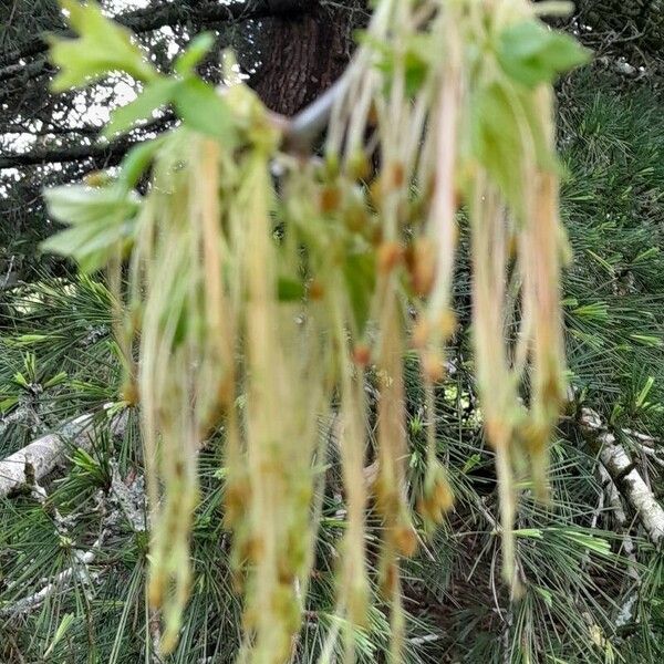 Acer negundo Flor