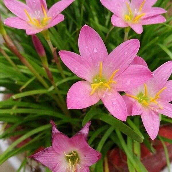 Romulea rosea Flors