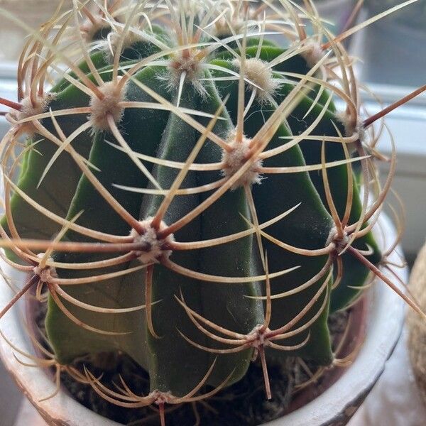 Echinocactus texensis 叶