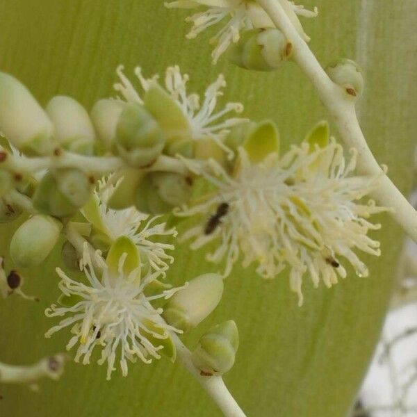 Roystonea oleracea 花