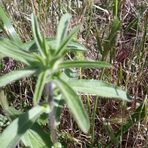 Pallenis spinosa Blatt