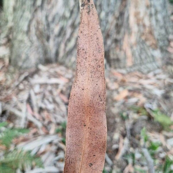 Eucalyptus viminalis ഇല