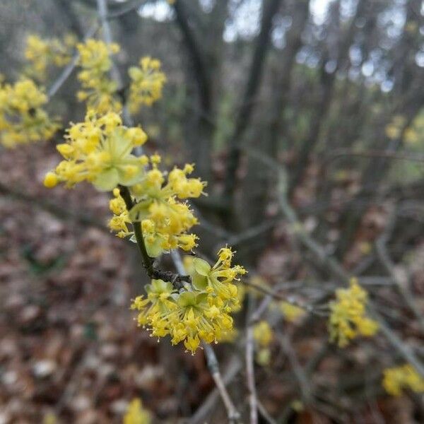 Cornus mas Blüte