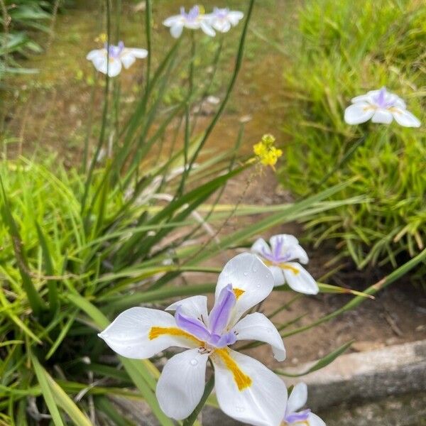 Dietes grandiflora Blomst