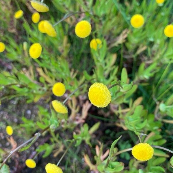 Cotula coronopifolia Flors