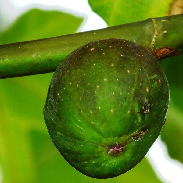 Ficus carica Fruto