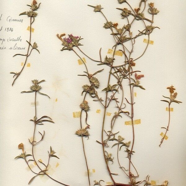 Galeopsis ladanum Plante entière