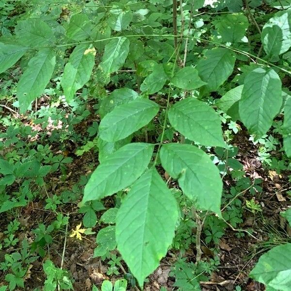 Fraxinus americana Leaf