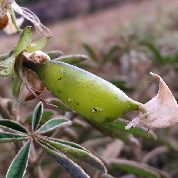 Crotalaria goreensis 果実