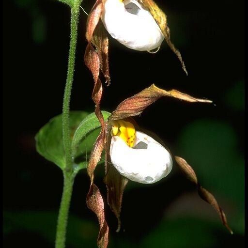 Cypripedium montanum Blomma