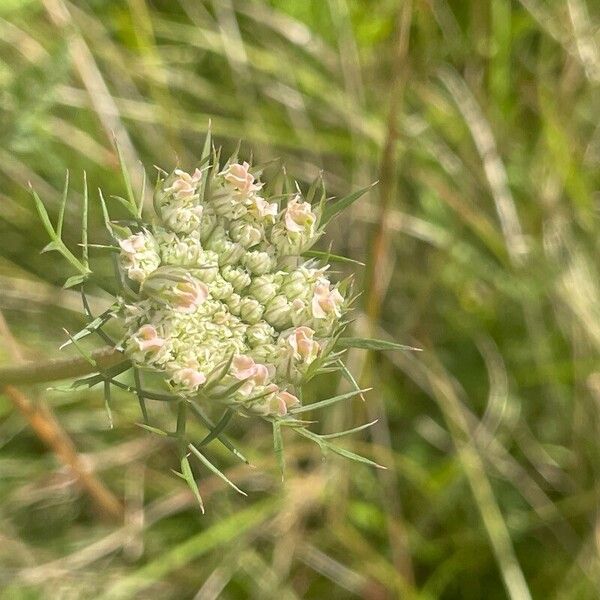 Daucus carota Flower