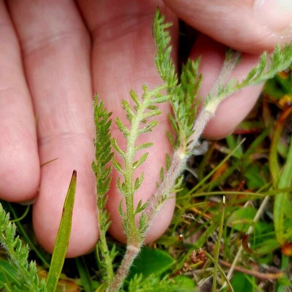 Achillea atrata Folha