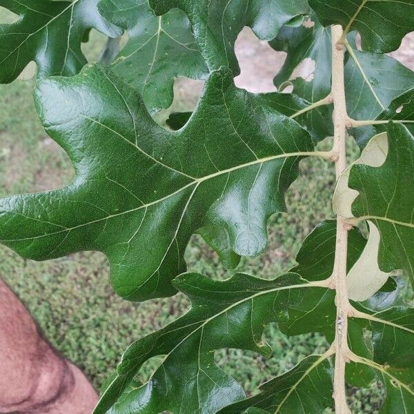 Quercus stellata Blad