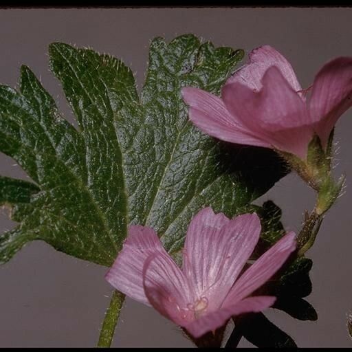 Sidalcea malviflora 花