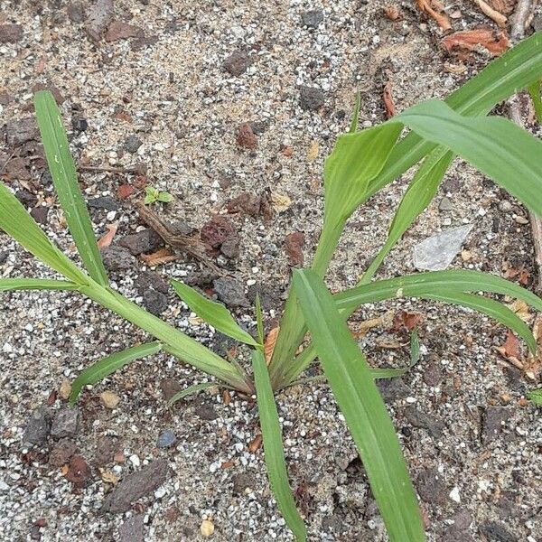 Echinochloa crus-galli Habit