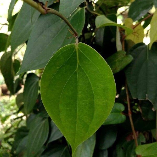 Piper nigrum Leaf