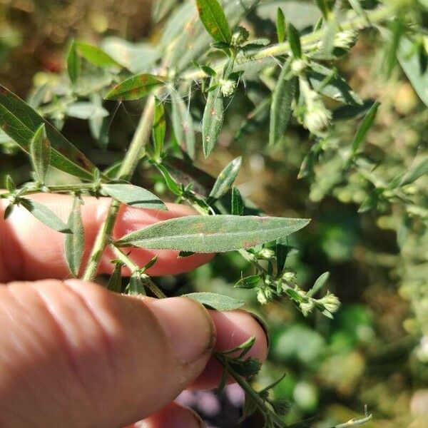 Symphyotrichum ericoides Leaf