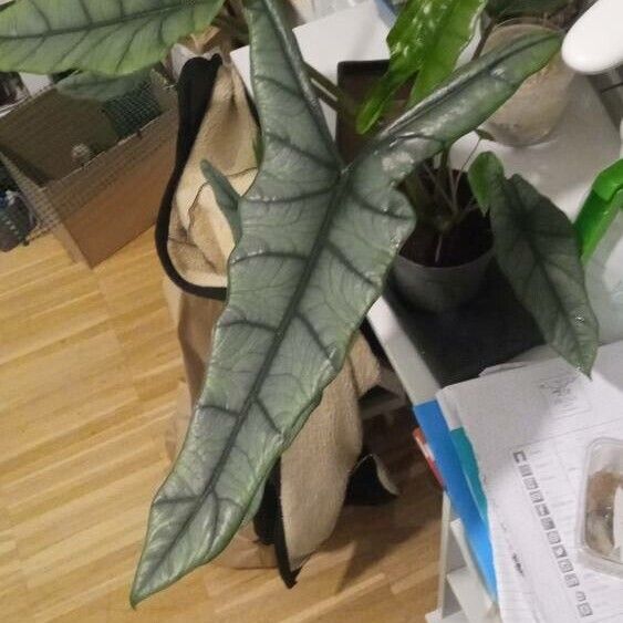 Alocasia longiloba Folha