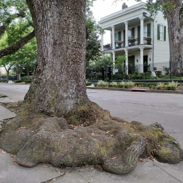 Quercus virginiana Kaarna