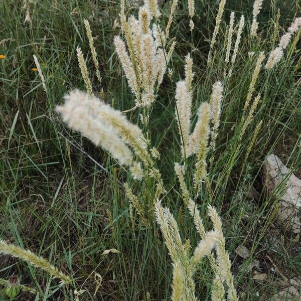 Melica ciliata Flower