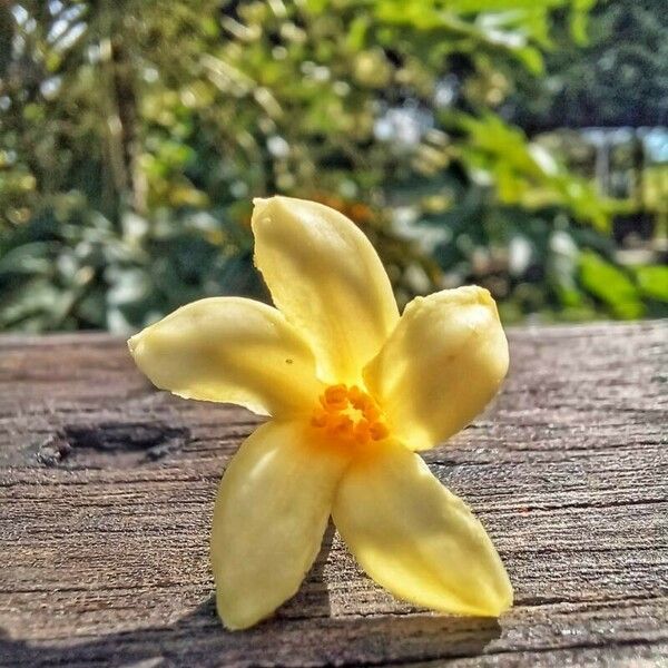 Carica papaya Žiedas