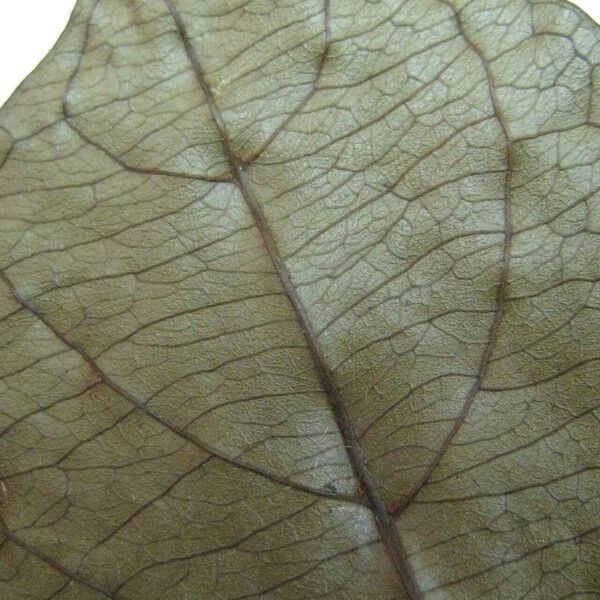 Terminalia amazonia Outro