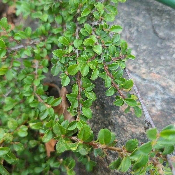 Cotoneaster adpressus Blomst