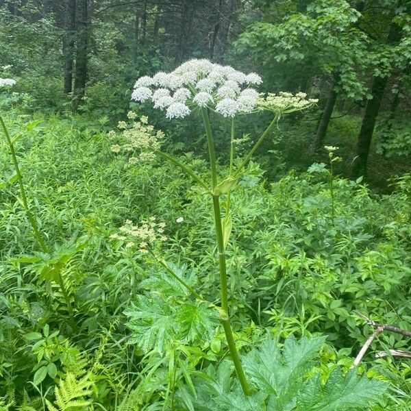 Heracleum mantegazzianum Lorea