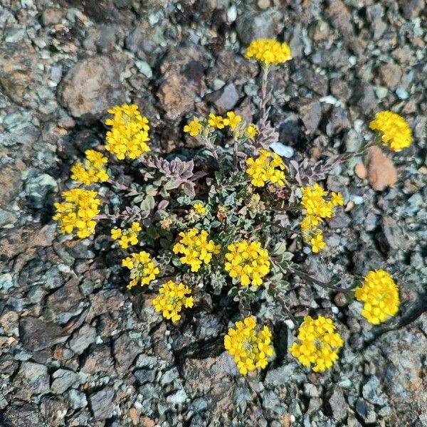 Alyssum alpestre Цвят