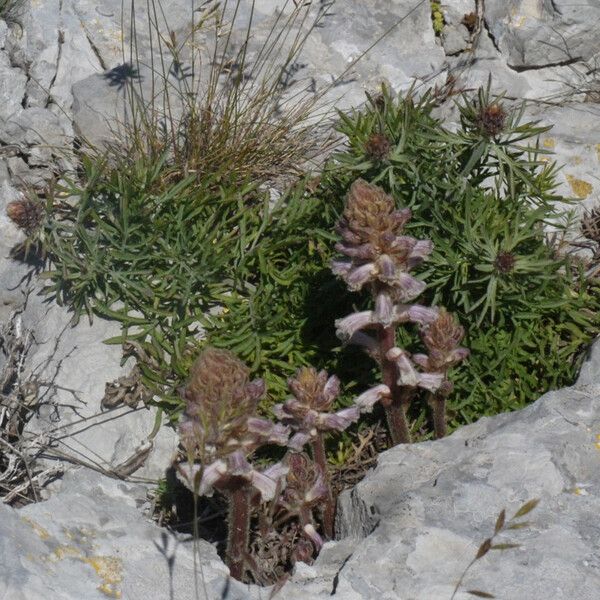 Centaurea corymbosa Habit