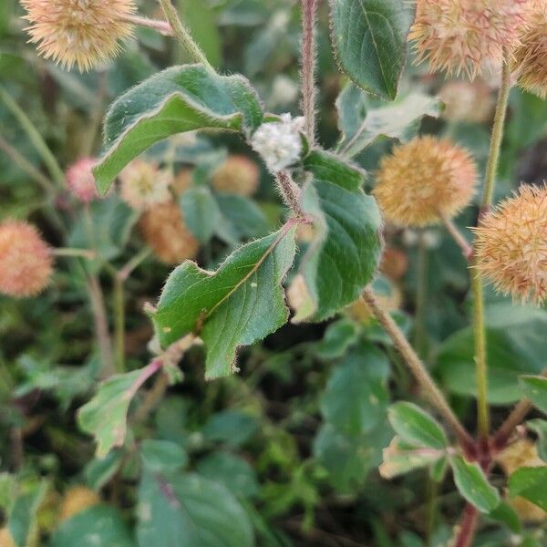 Cyathula uncinulata Flower