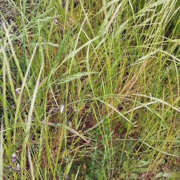 Festuca bromoides Blüte