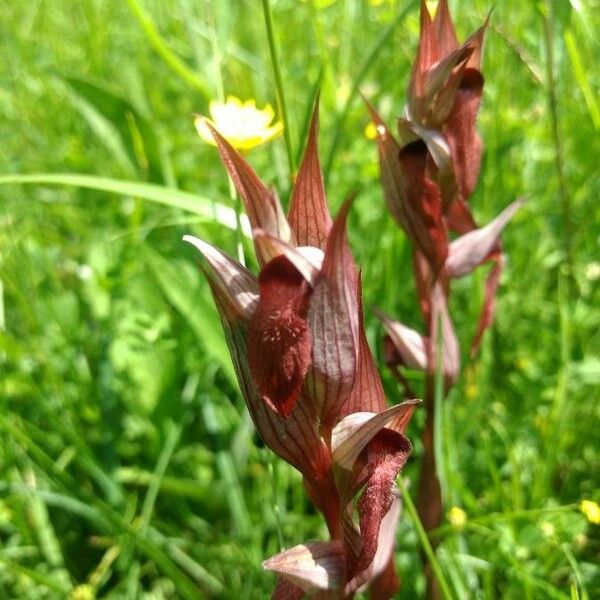 Serapias vomeracea Flor