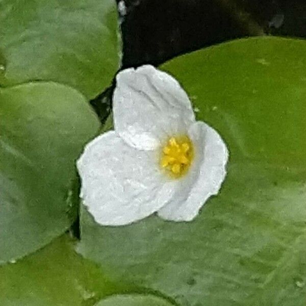 Hydrocharis morsus-ranae Flower