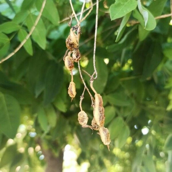 Styphnolobium japonicum Fruit