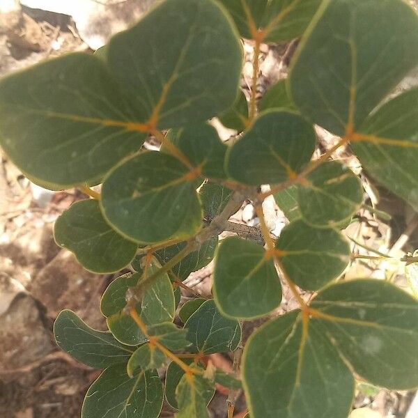 Guaiacum officinale Leaf