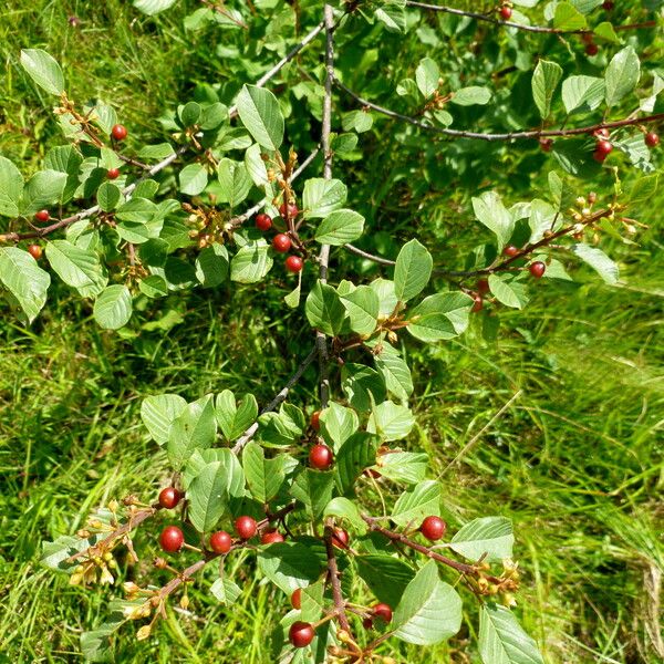 Frangula alnus Fruto