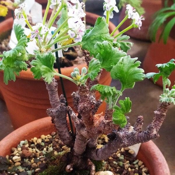 Pelargonium crassicaule Vekstform