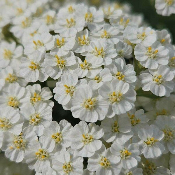 Achillea crithmifolia Květ