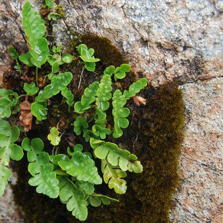 Polypodium hesperium Leaf